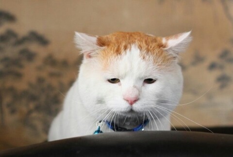 일본의 유명한 고양이 시로네코.jpg | 인스티즈