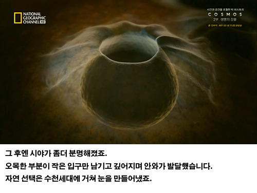 생물의 진화: 인간의 눈 | 인스티즈