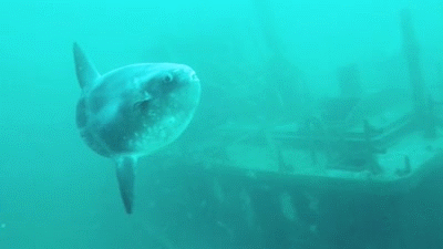 개복치의 스트레스에 대한 고찰.gif | 인스티즈