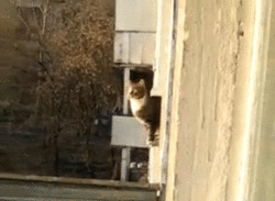 고양이의 놀라운 운동신경을 보라냥! | 인스티즈