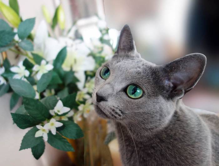 보석같은 눈을 가진 고양이들 | 인스티즈