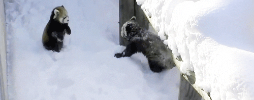 세기의 귀여움 대결 아기 판다 VS 레드 판다 | 인스티즈