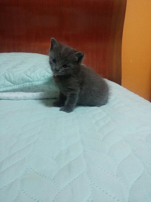 아기 고양이들 아깽이들 (심쿵주의) | 인스티즈