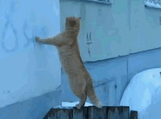 고양이의 운동신경 | 인스티즈