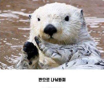 오레오를 반으로 나눠밨쪄 .JPG | 인스티즈