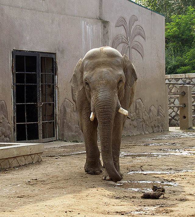 중국,인도네시아,북한의 동물원 (혐오주의) | 인스티즈