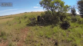 호랑이굴에들어가도 꽃가마타고나올듯한 남자 ㅇㅂㅇ | 인스티즈