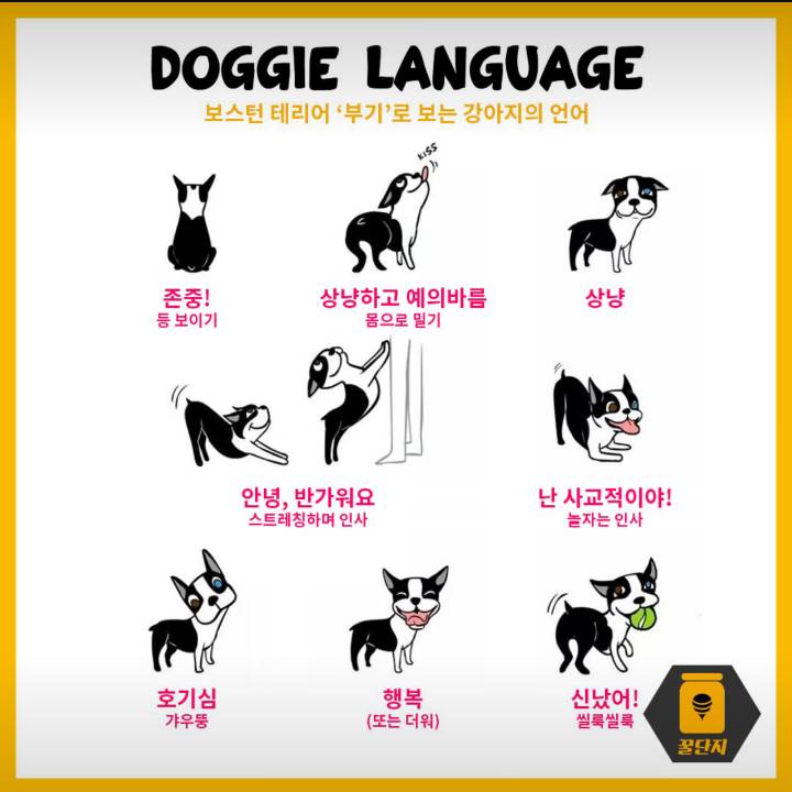 반려견 키울때 꼭 알아야 할 강아지의 언어 | 인스티즈