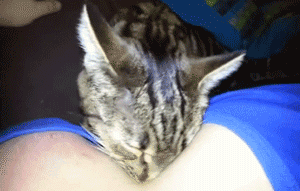 마사지 좋아하는 고양이.gif | 인스티즈