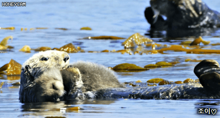 여유로운 헤엄을 즐기는 알래스카의 해달들.gif | 인스티즈