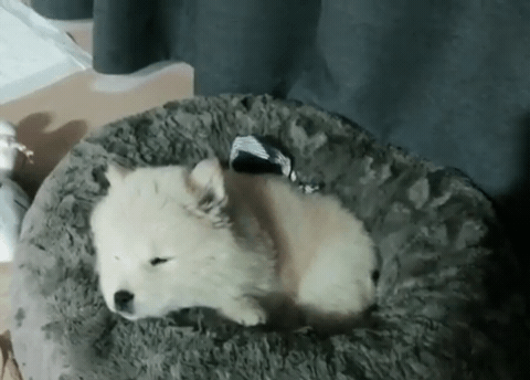 나인뮤지스 경리가 키우는 강아지 ㅠ 귀엽긔 ㅠ.jpgif | 인스티즈