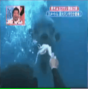 개복치의 스트레스에 대한 고찰.gif | 인스티즈