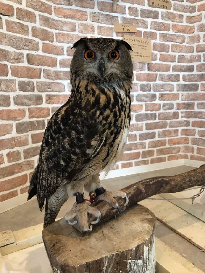 부엉이 올빼미 다리의 비밀 | 인스티즈