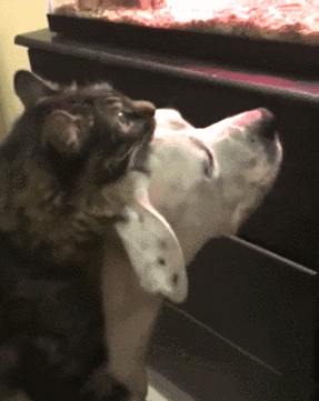 어항 처음봄.gif | 인스티즈