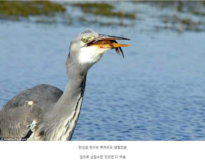 왜가리 먹이ㄷㄷ | 인스티즈