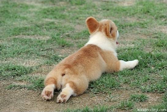 아는 사람은 다 안다는 강아지 만질때 제일 기분좋은 부위(?) | 인스티즈