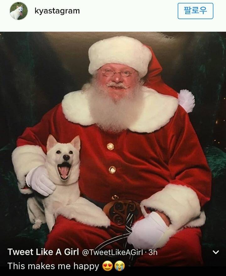 산타 인형을 좋아하는 시바견이 진짜 산타를 만났을 때 반응 | 인스티즈
