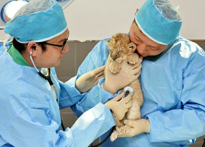 건강검진 받는 에버랜드 아기사자와 기린 | 인스티즈