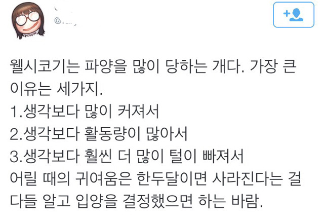 웰시코기가 생각보다 파양을 많이 당하는 이유 | 인스티즈