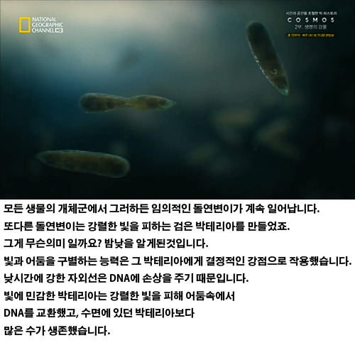 생물의 진화: 인간의 눈 | 인스티즈