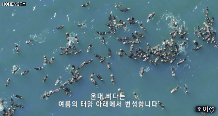 여유로운 헤엄을 즐기는 알래스카의 해달들.gif | 인스티즈