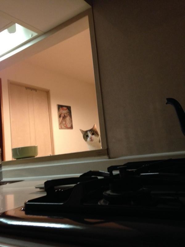 집사 감시하는 감시냥 | 인스티즈