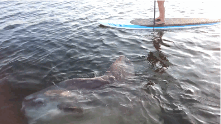 개복치의 스트레스에 대한 고찰.gif | 인스티즈