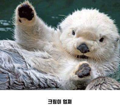 오레오를 반으로 나눠밨쪄 .JPG | 인스티즈