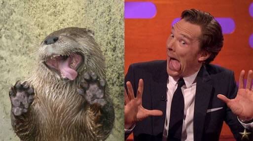 유쾌한 수달 | 인스티즈