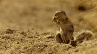 다람쥐가 안테나에 숨겨둔 도토리.gif | 인스티즈