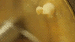 파스타 공장.gif | 인스티즈