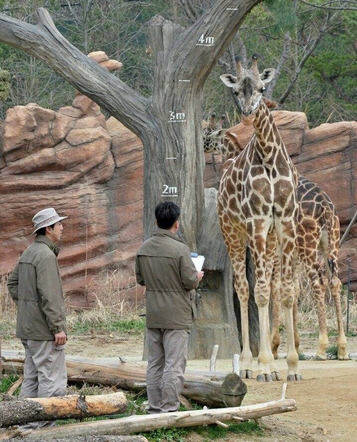 건강검진 받는 에버랜드 아기사자와 기린 | 인스티즈