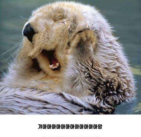 오레오를 반으로 나눠밨쪄 .JPG | 인스티즈