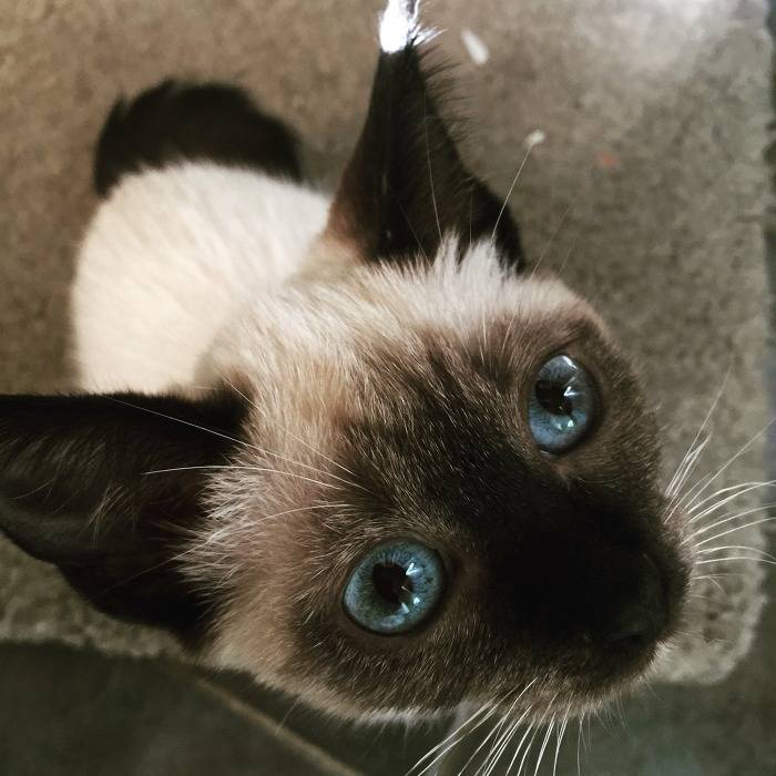 보석같은 눈을 가진 고양이들 | 인스티즈