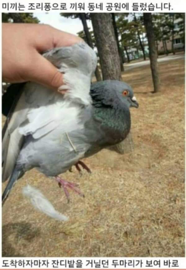 비둘기 요리.jpg | 인스티즈