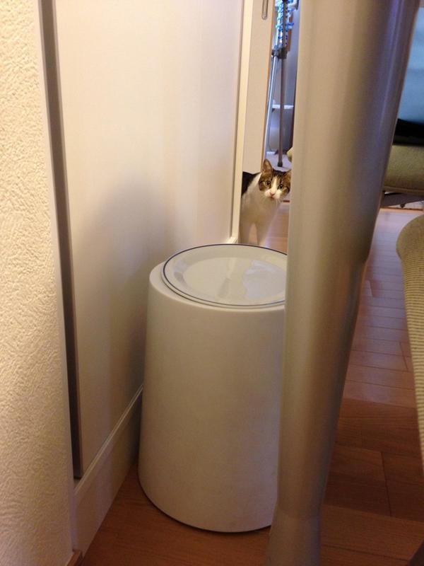 집사 감시하는 감시냥 | 인스티즈