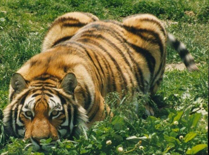 호랑이도 식빵 구움 | 인스티즈