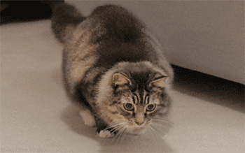 고양이 엉덩이 흔들기 모음.gif | 인스티즈