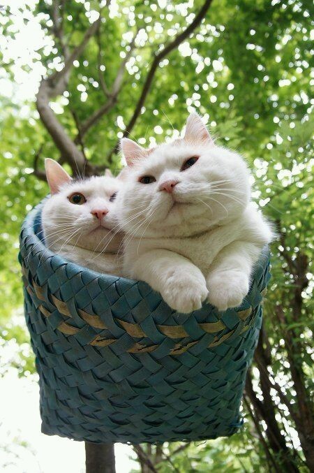 일본의 유명한 고양이 시로네코.jpg | 인스티즈