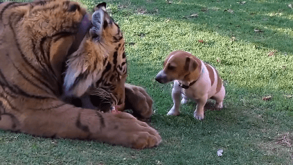 호랑이&강아지.gif | 인스티즈