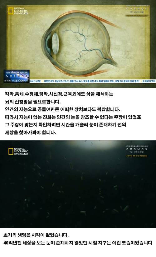 생물의 진화: 인간의 눈 | 인스티즈