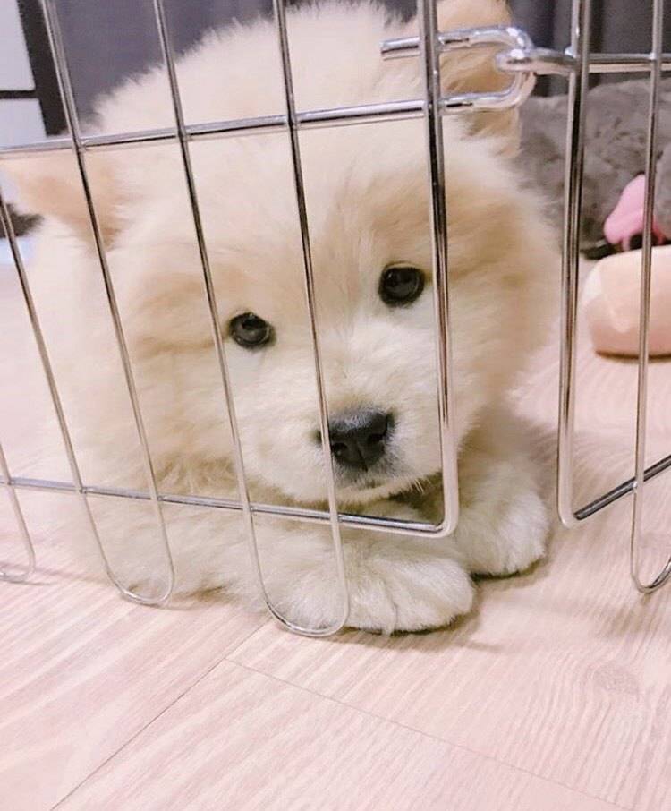 나인뮤지스 경리가 키우는 강아지 ㅠ 귀엽긔 ㅠ.jpgif | 인스티즈