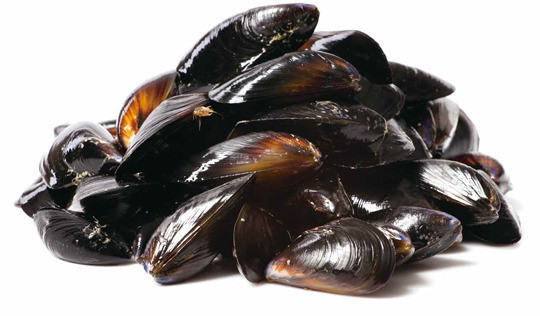 홍합 호vs불호 | 인스티즈