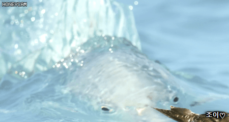 어린 갈매기를 잡아먹는 무명갈전갱이.gif | 인스티즈