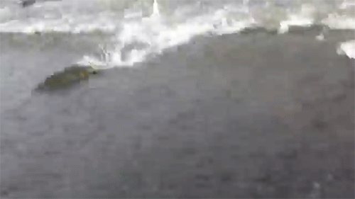 연어 : 집으로 가는 길.gif | 인스티즈