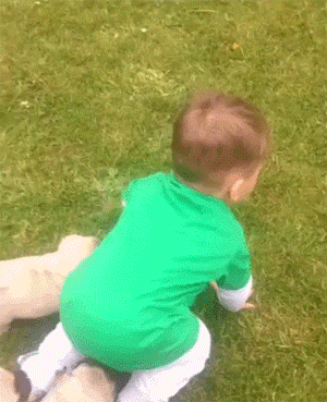 주인의 걸음마를 돕는 강아지들.gif | 인스티즈