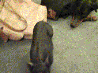 [돼지] 돼지인듯 돼지아닌 돼지같은 돼지 | 인스티즈