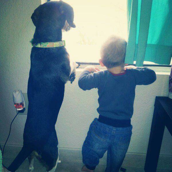 개와 아기를 함께 키우면 안되는 이유 | 인스티즈