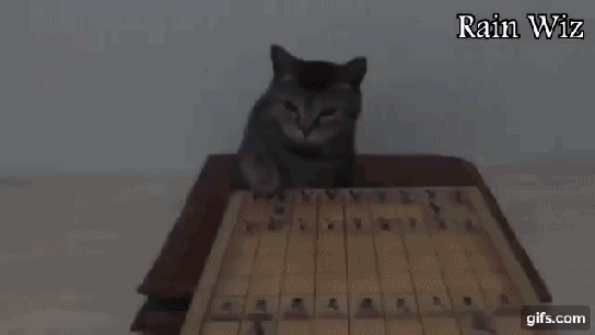 체스하는 고양이 | 인스티즈