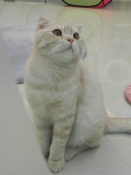 짱덕미 터지는 시아준수 고양이.jpg | 인스티즈